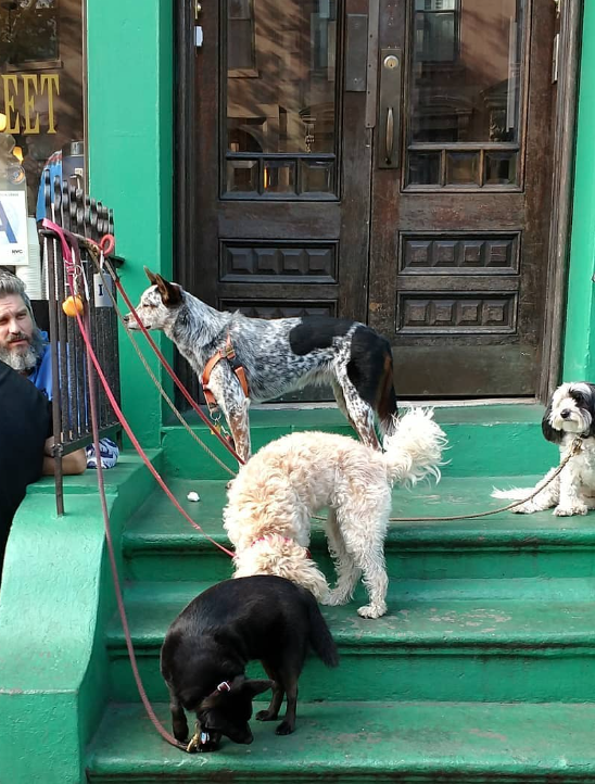 Group of dogs on green building stairs