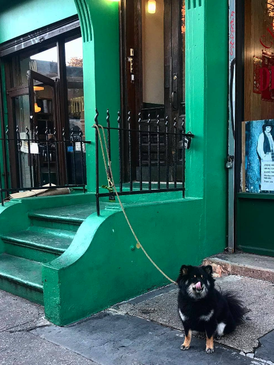 Dog outside of store on leash