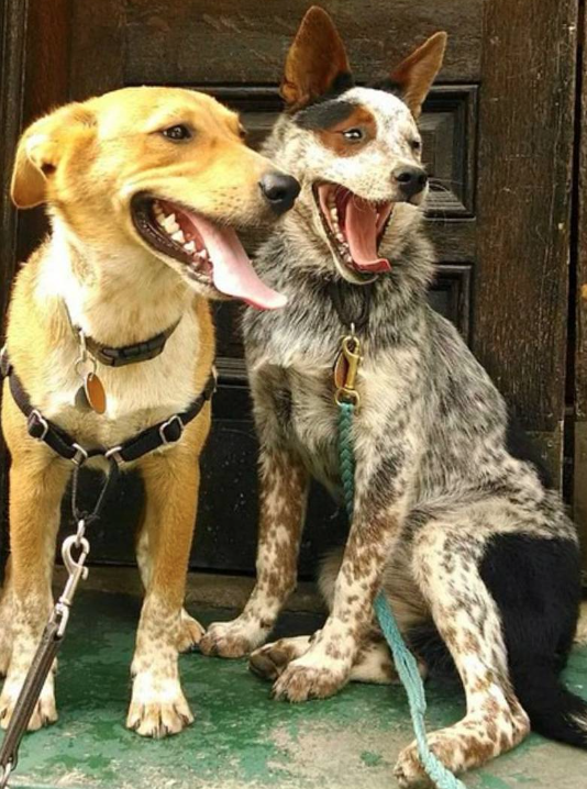 Two smiling dogs outside of store