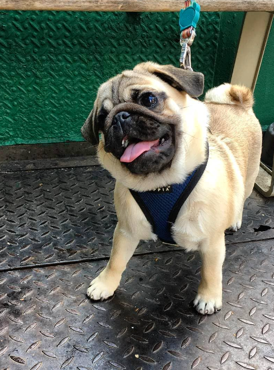 Smiling small dog outside of store