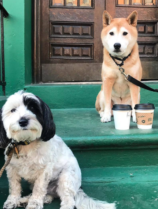 2 Dogs on green building stairs with two cups of coffee