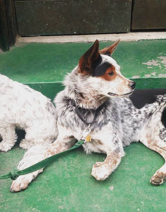 Two dogs outside of store