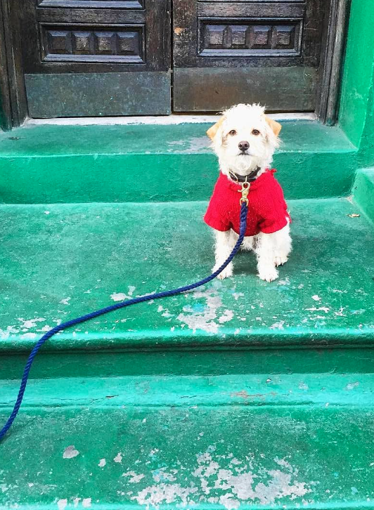 Dog in red sweater outside of store
