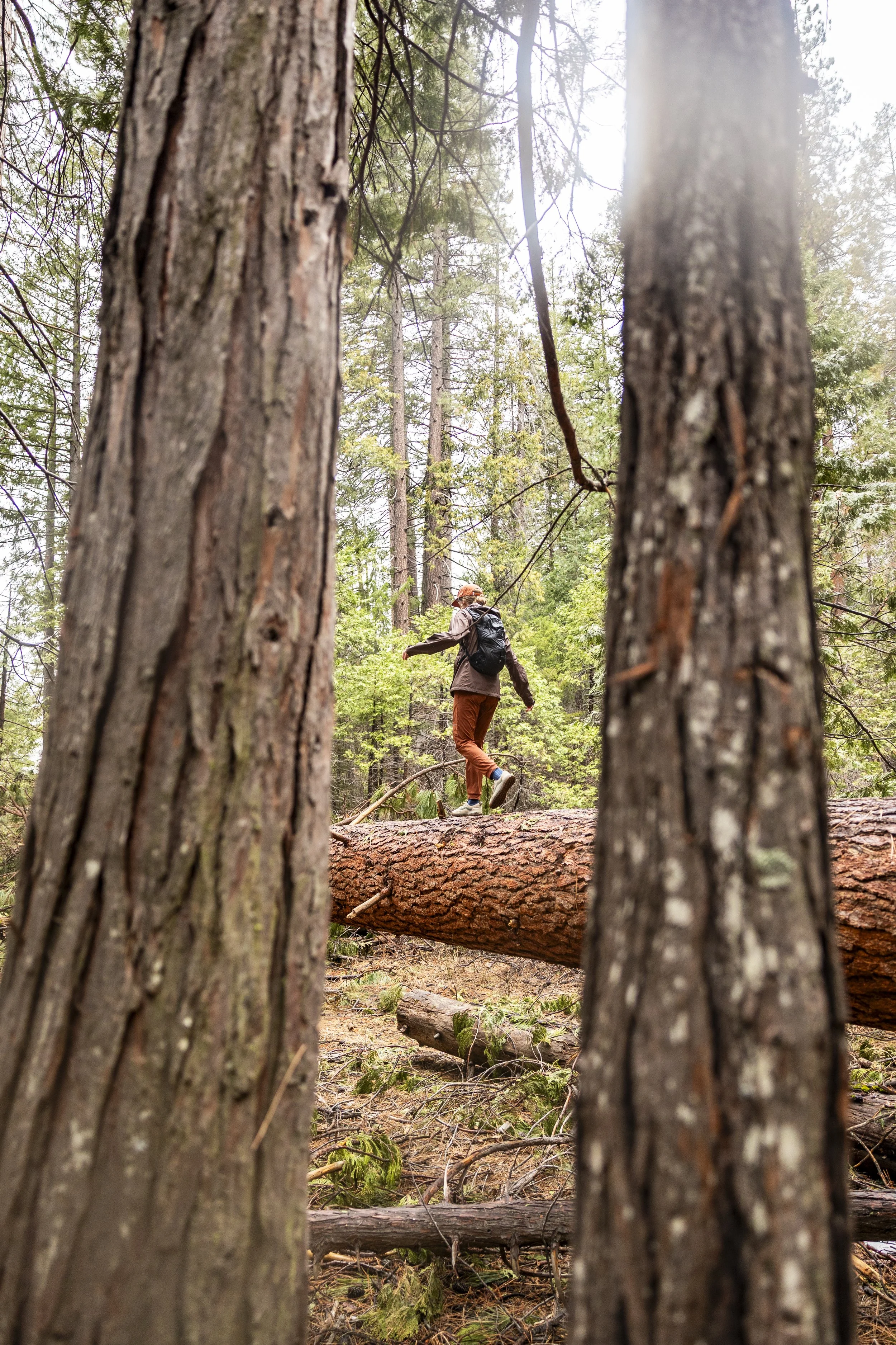 A person hiking on a fallen tree in a dense forest with tall trees and green foliage.