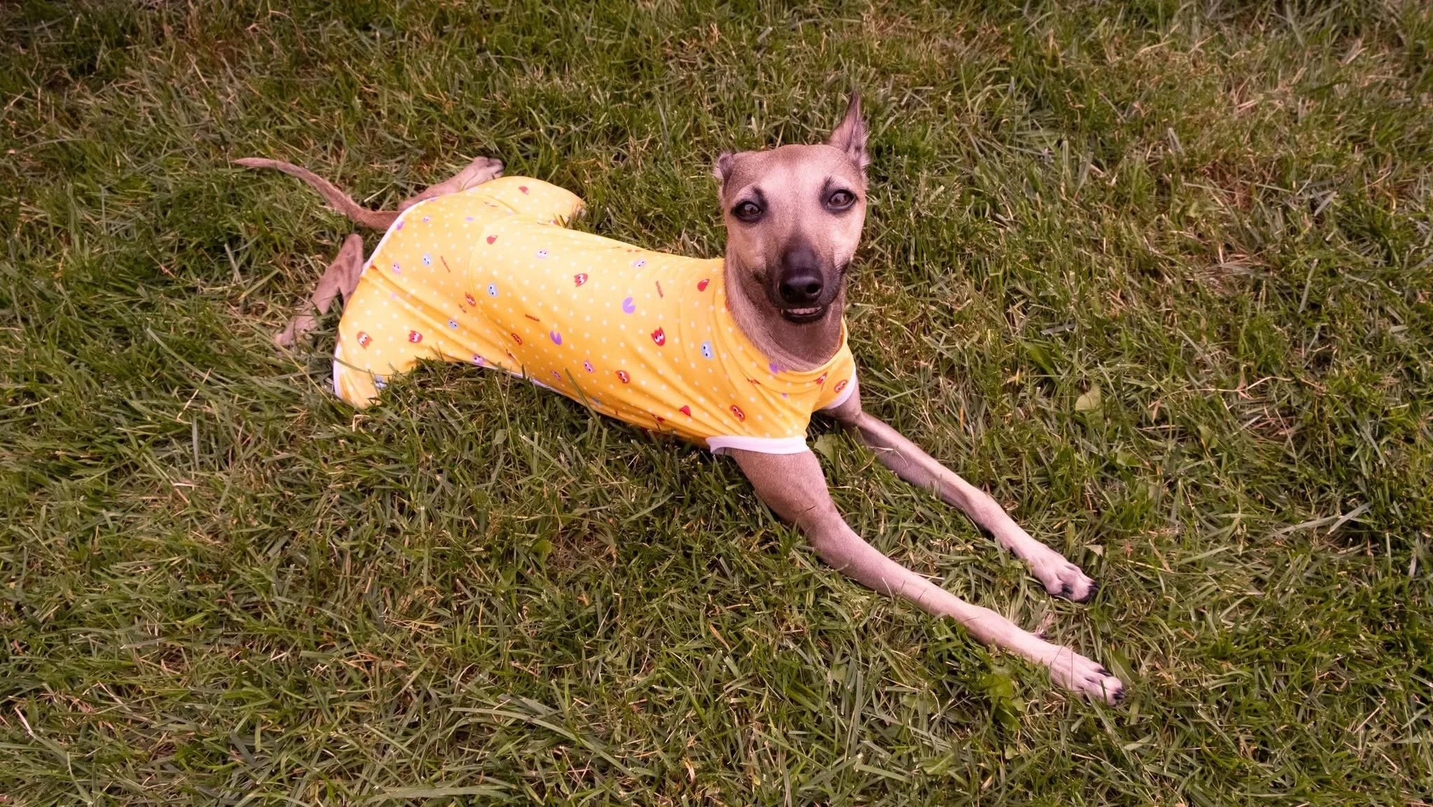 A small dog wearing a yellow dress with colorful hearts, lying on green grass and looking at the camera.