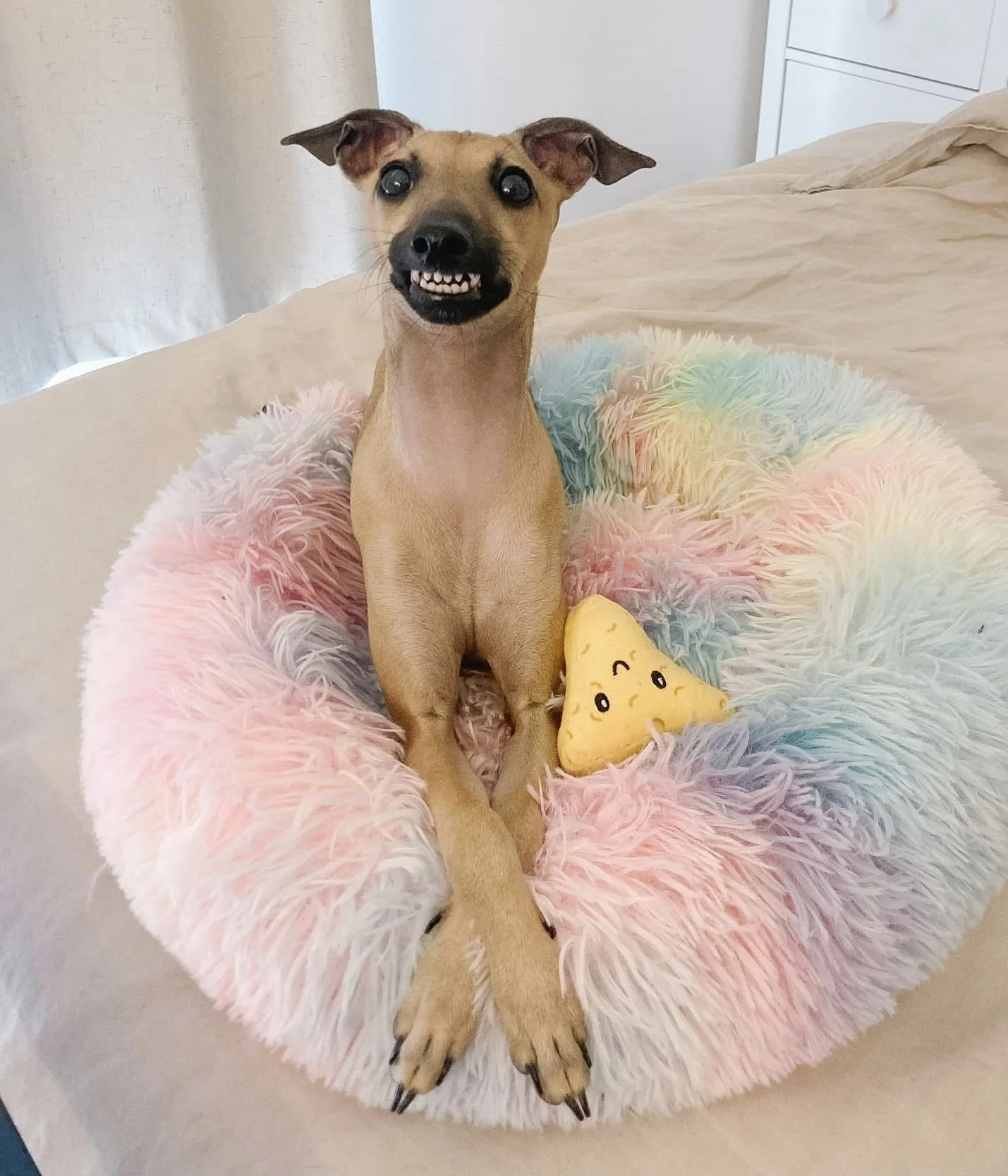 A dog with a funny face that looks like it has teeth, sitting on a fluffy, colorful bed with a smiling plush taco toy.