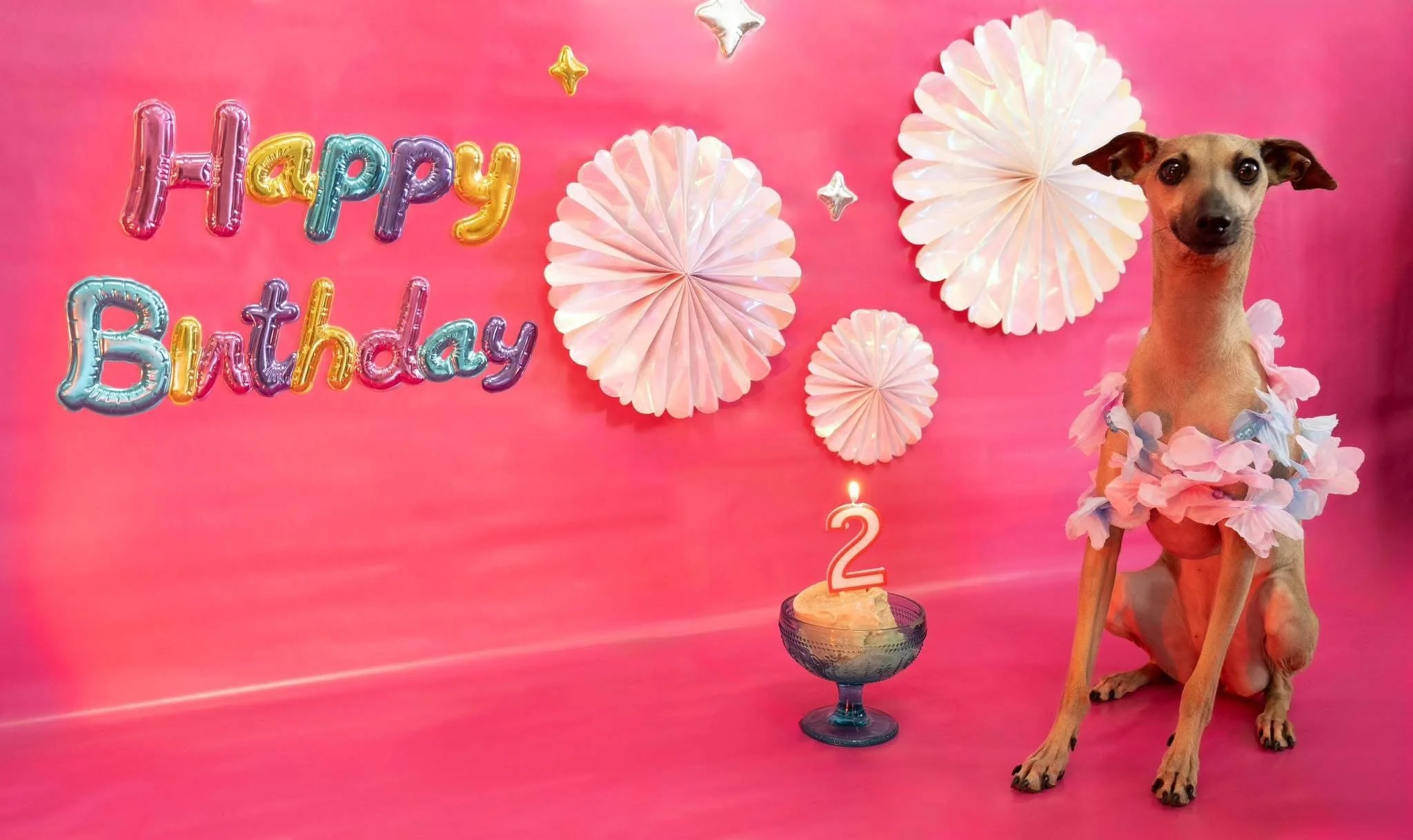 Dog dressed in pink and blue flower leis sitting in front of a pink birthday party backdrop with white paper fans and colorful 'Happy Birthday' balloons. There is a birthday cake with a candle shaped like the number 2 in front of the dog.
