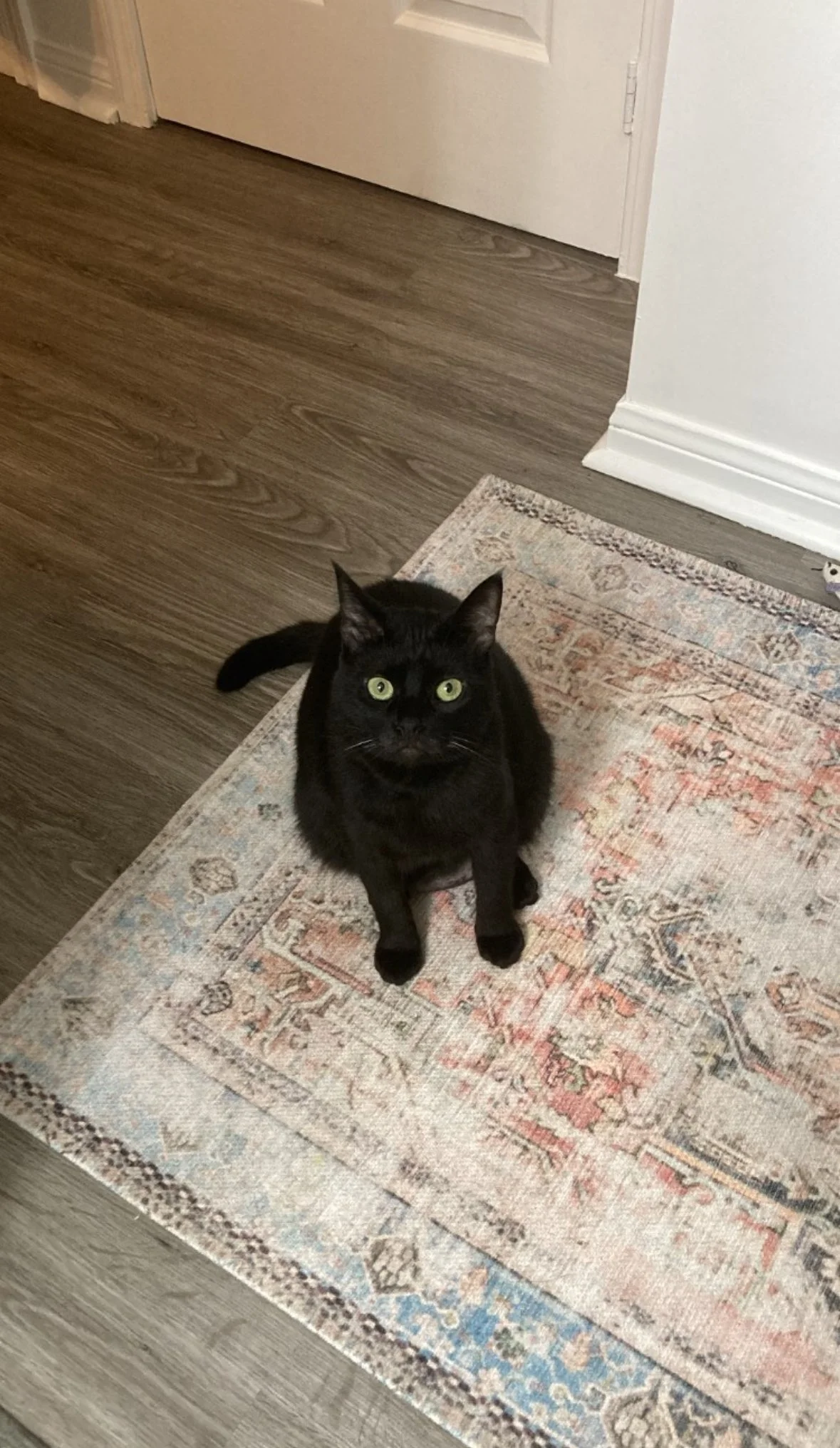 Black cat sitting on a patterned rug in a room with wooden flooring and white walls.