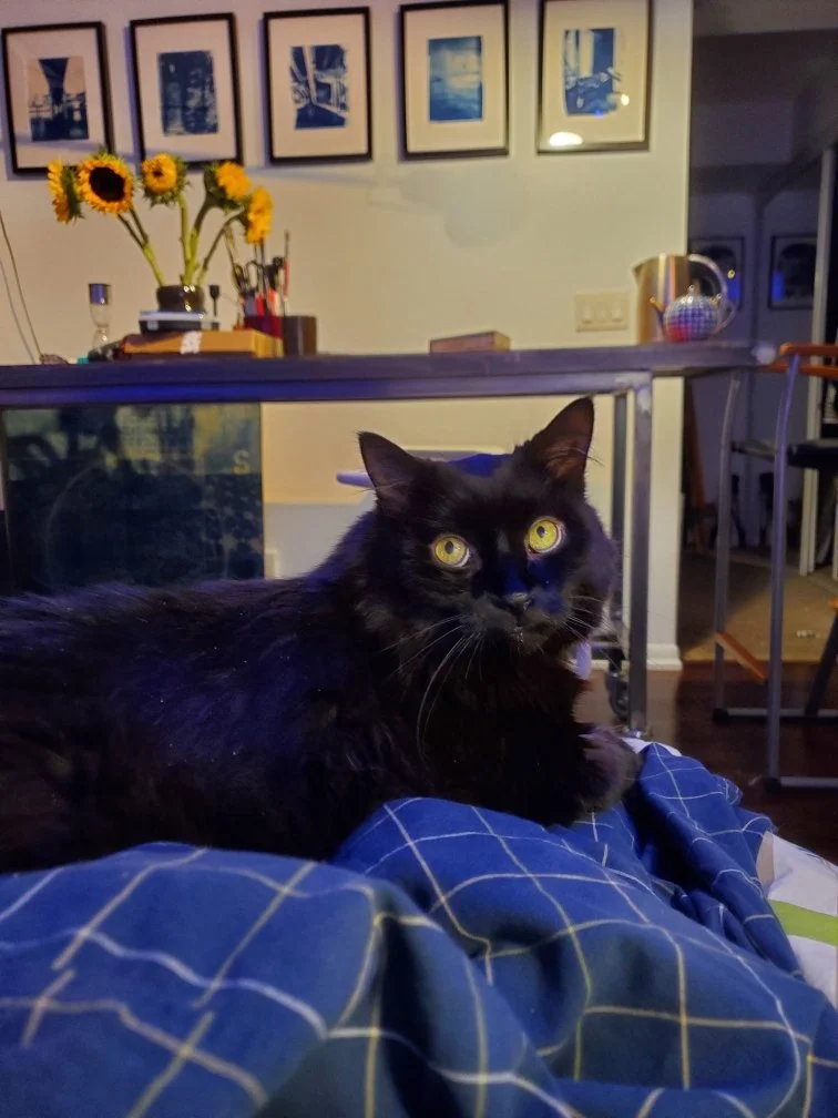 A black cat with yellow eyes lying on a bed with blue and white checkered sheets, in a cozy living room with framed pictures, sunflowers, and household items.
