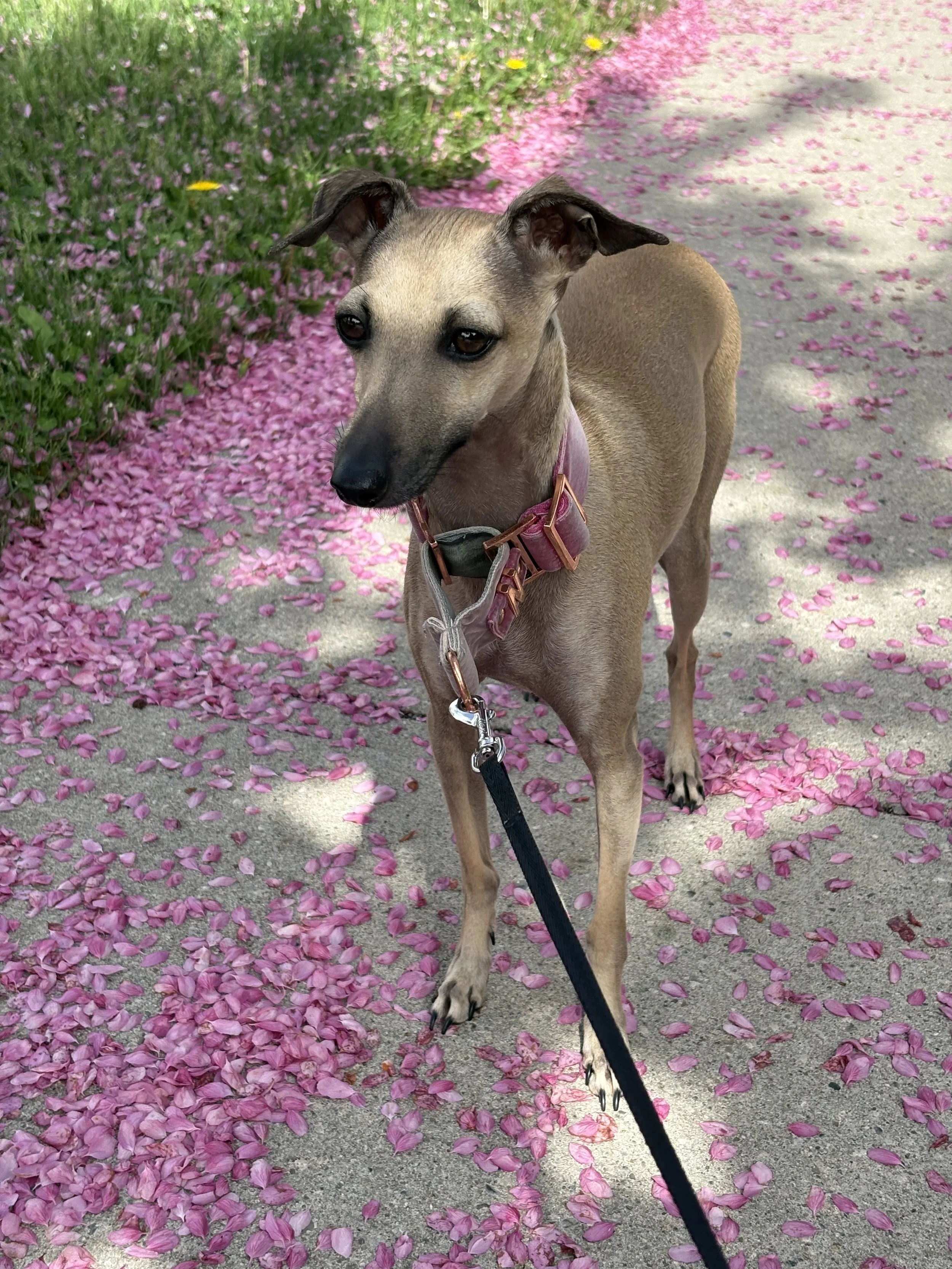A tan dog with a purple collar on a leash standing on a sidewalk covered in pink flower petals, with green grass and pink flowers in the background.