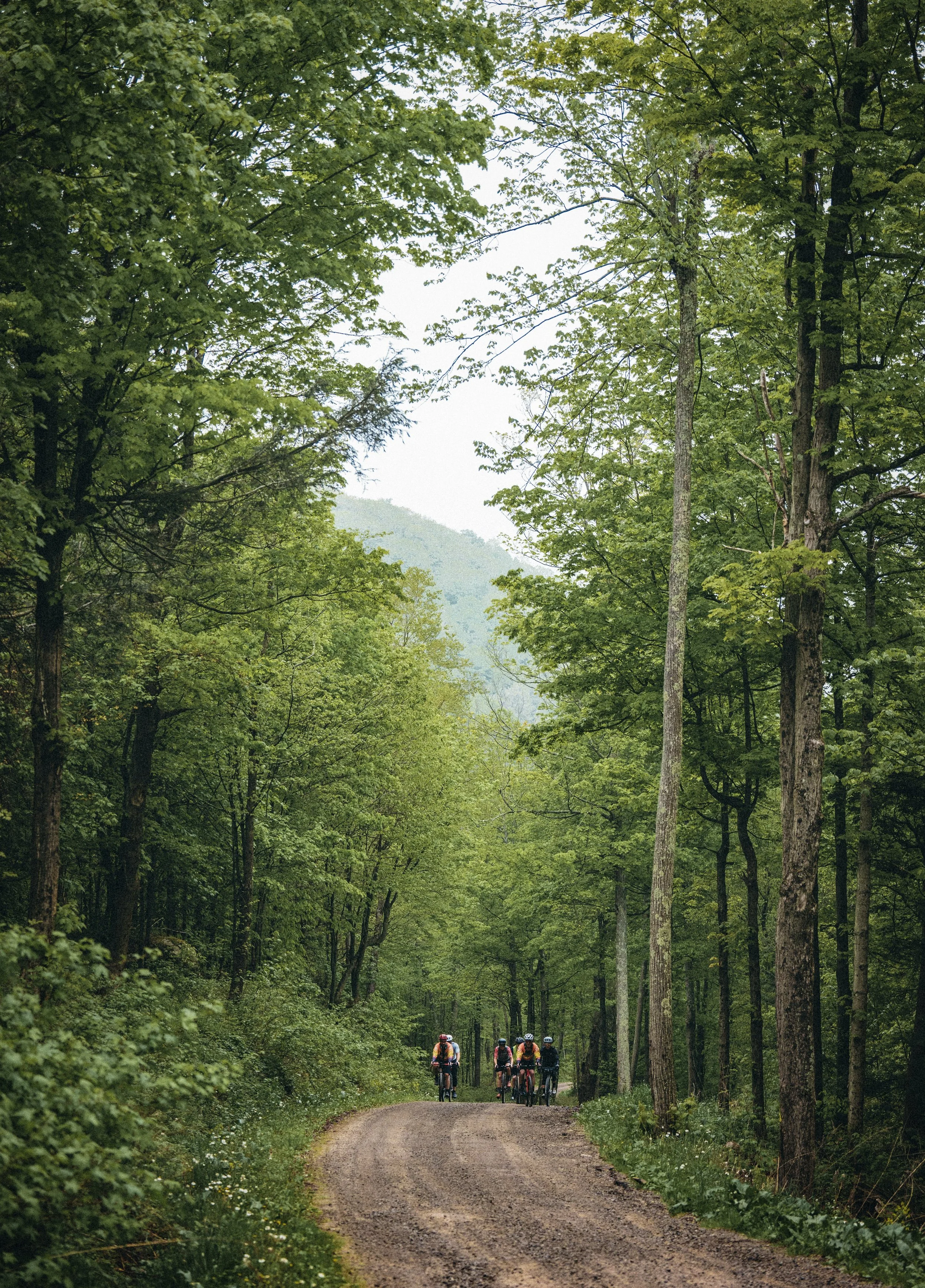 A group of cyclists riding on a dirt trail through a lush green forest with tall trees and a distant mountain in the background.
