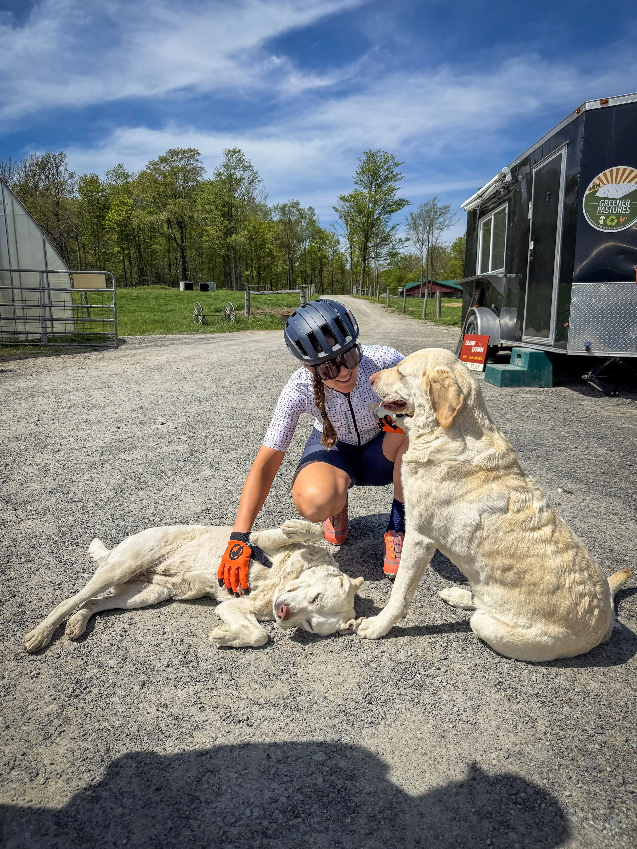 A woman wearing a bike helmet and sunglasses sitting on the ground petting a large Labrador Retriever dog lying on the gravel. Another large Labrador Retriever sitting nearby looks at her. A food truck with a sign that says "Slow Down" is in the background, along with green trees and a blue sky.