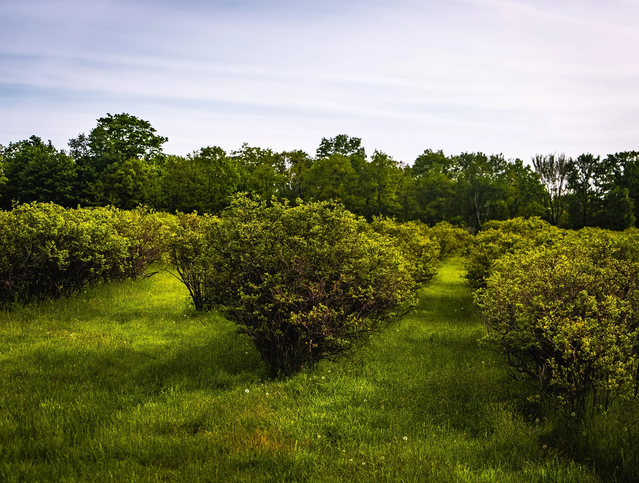 2.1 Sayre_ Round Top Round Up-14.jpg