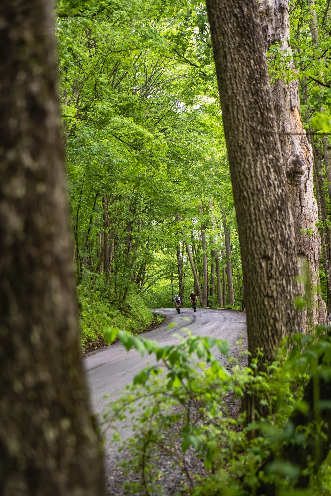 Two people cycling on a winding path through a lush green forest, with trees and foliage on both sides.