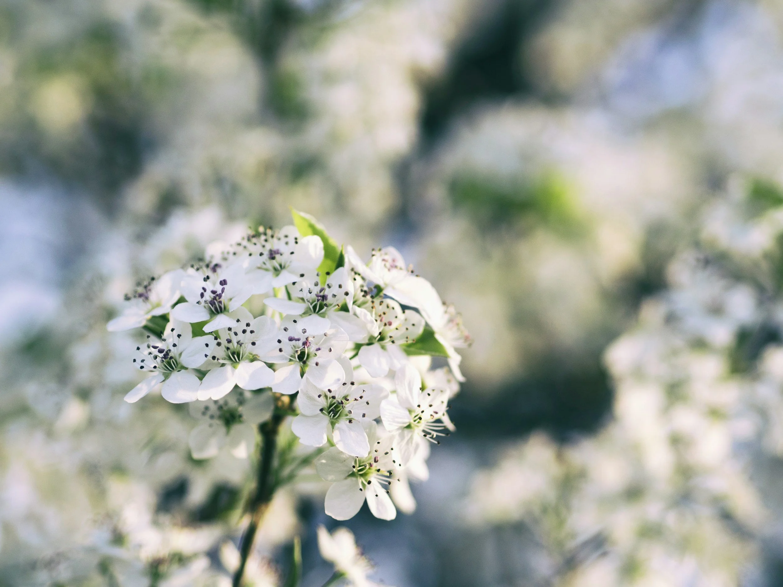 Close-up of white spring blossoms on a tree branch with blurred background.