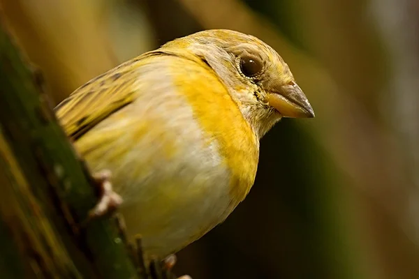 Safari urbano: pinzones azafranados