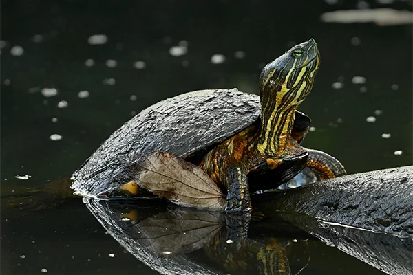 Safari urbano: Summit Rainforest &amp; Golf Resort