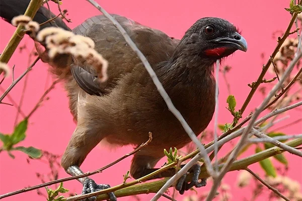 Jardines del Biomuseo