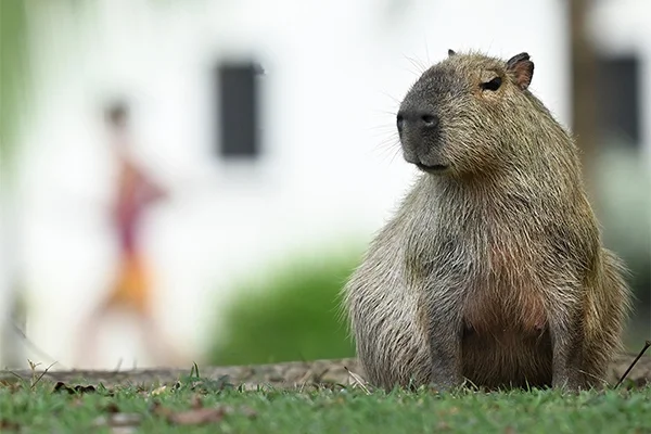 Capibaras en Santa María