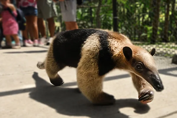 Panama Nature Center, Ciudad del Saber