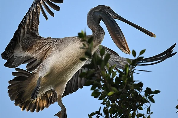 Las aves de la Plaza de Francia