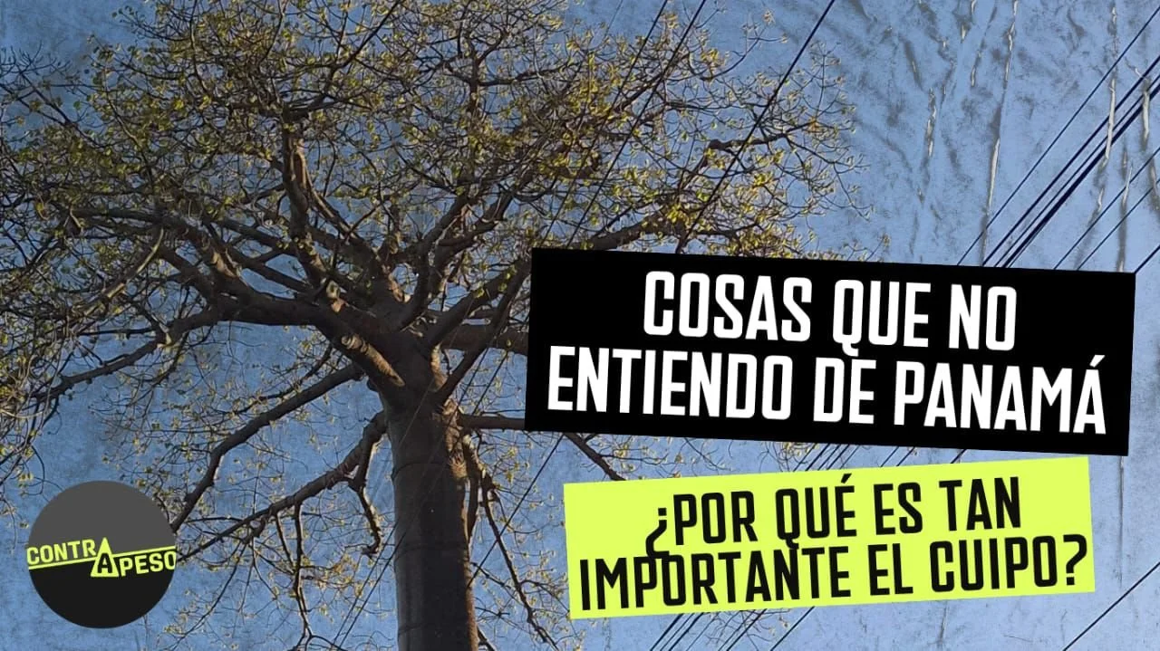 Cosas que no entiendo de Panamá: ¿por qué este árbol es tan importante?