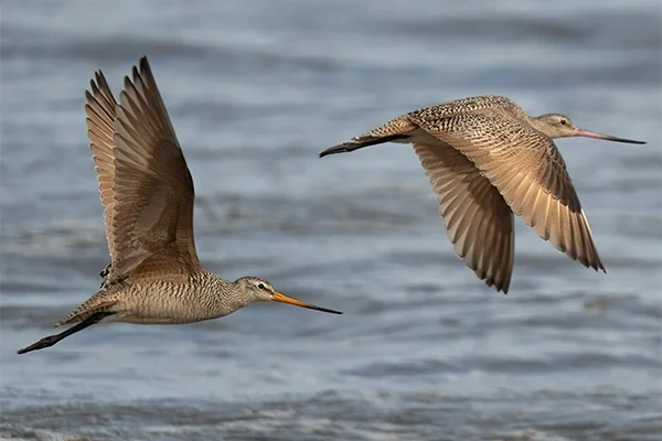 Mirador de los Humedales de la Bahía de Panamá