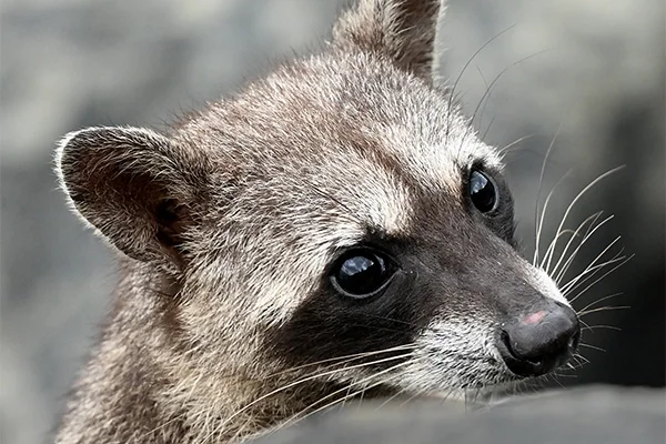 Mapaches de isla Flamenco