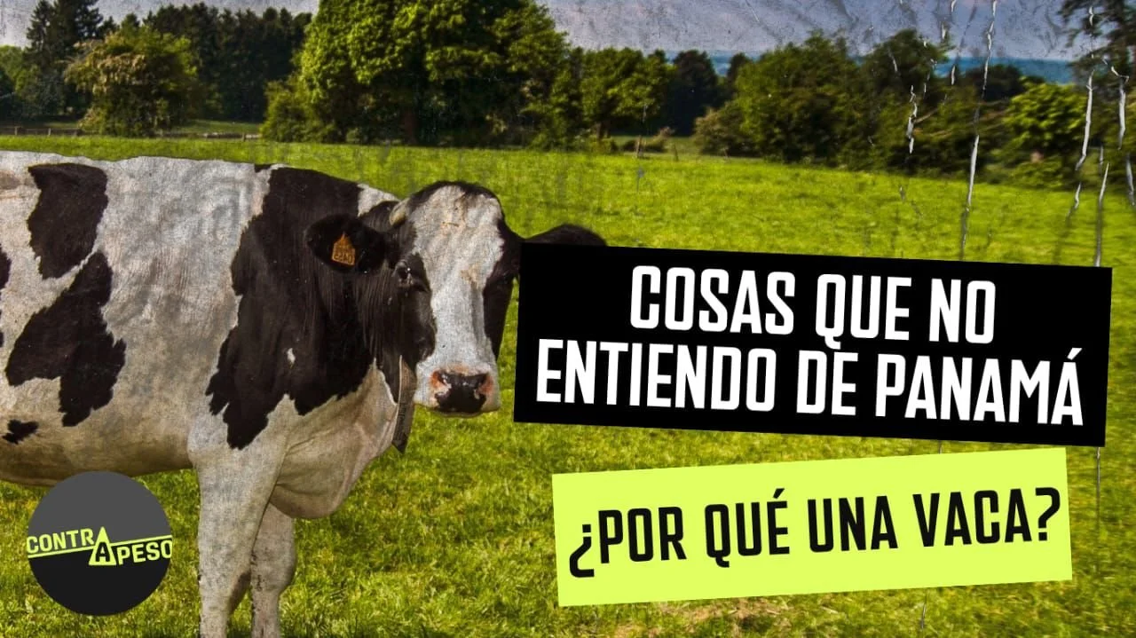 Cosas que no entiendo de Panamá: ¿una vaca es necesaria para ganar las elecciones?