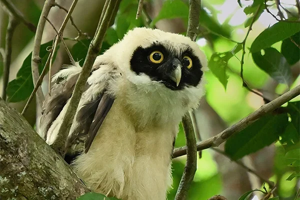 Búho de anteojos