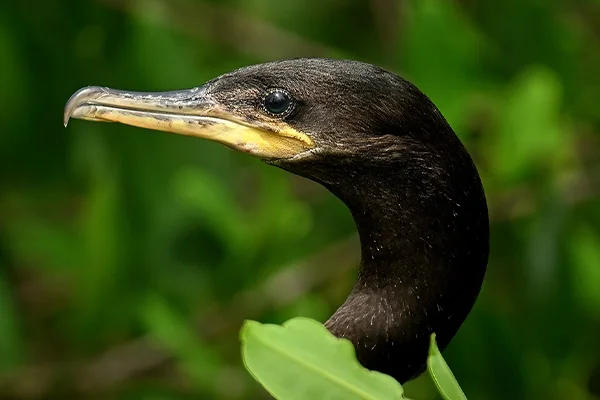 Cormoranes de Costa del este&nbsp;