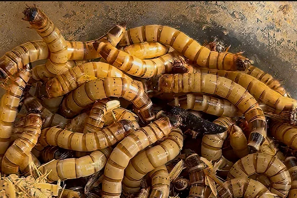 Entre gusanos y cucarachas