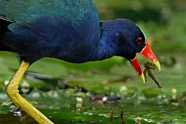 Gamboa Salvaje
