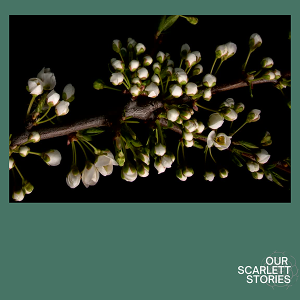 Close-up of white flower buds on a dark background with a teal border, featuring the text 'Our Scarlett Stories' in the bottom right corner.