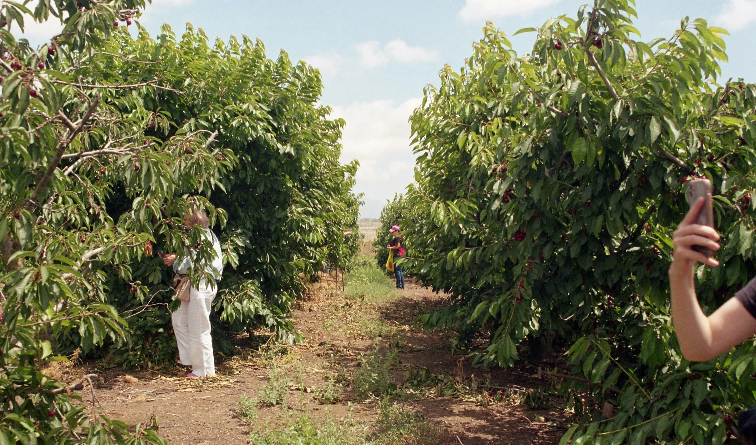 Two people picking cherries in an orchard.