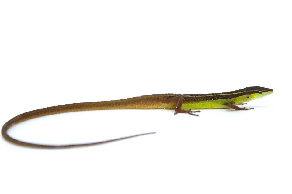 How the Long Tail of SEO Brings Movers More Customers