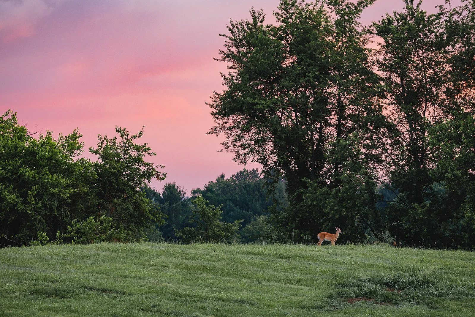 A small deer standing on a grassy field with large trees in the background during a pink and purple sunset sky.
