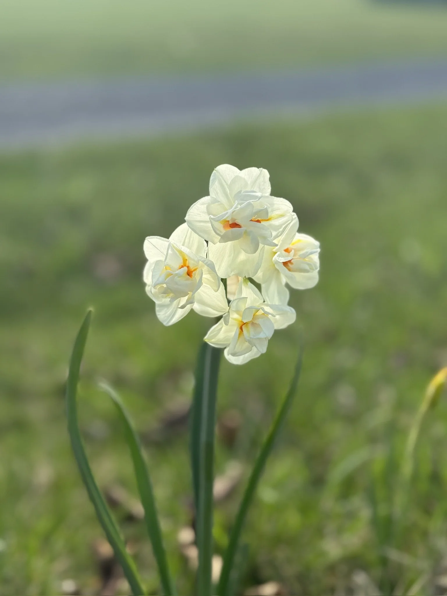 A close-up of a white flower with yellow and orange accents, growing in a grassy outdoor area.