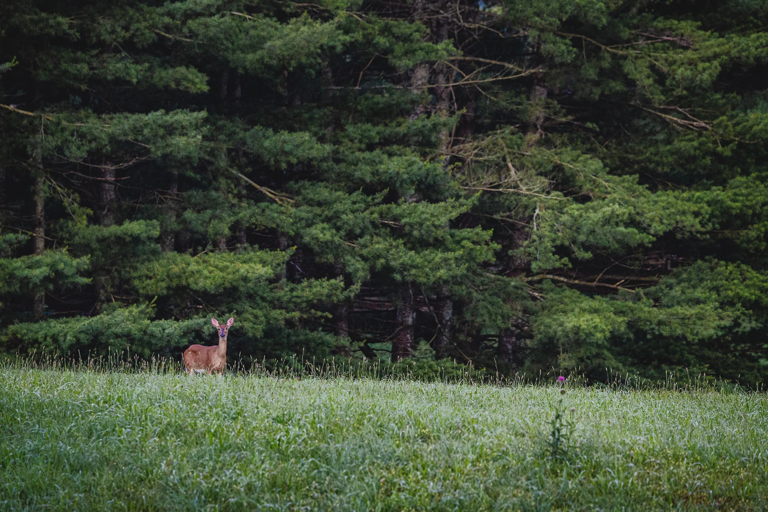 A young deer standing in a grassy field with a dense forest of green trees in the background.