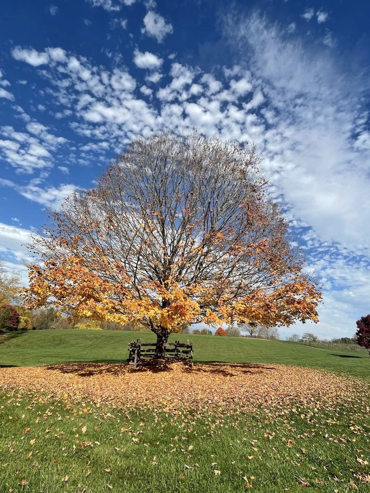 A large tree with orange and yellow autumn leaves, some fallen on the ground, in a park under a partly cloudy blue sky.