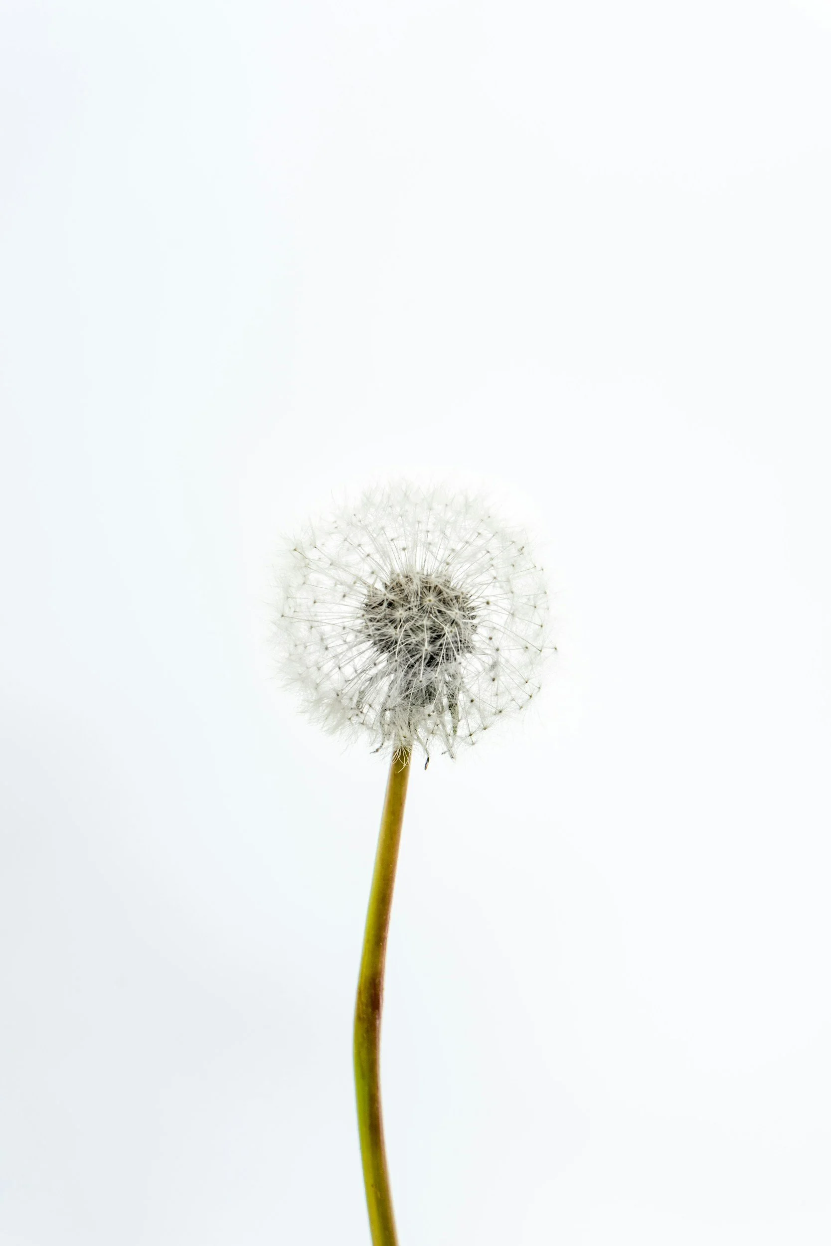 Close-up of a dandelion seed head on a thin green stem, with a white background.