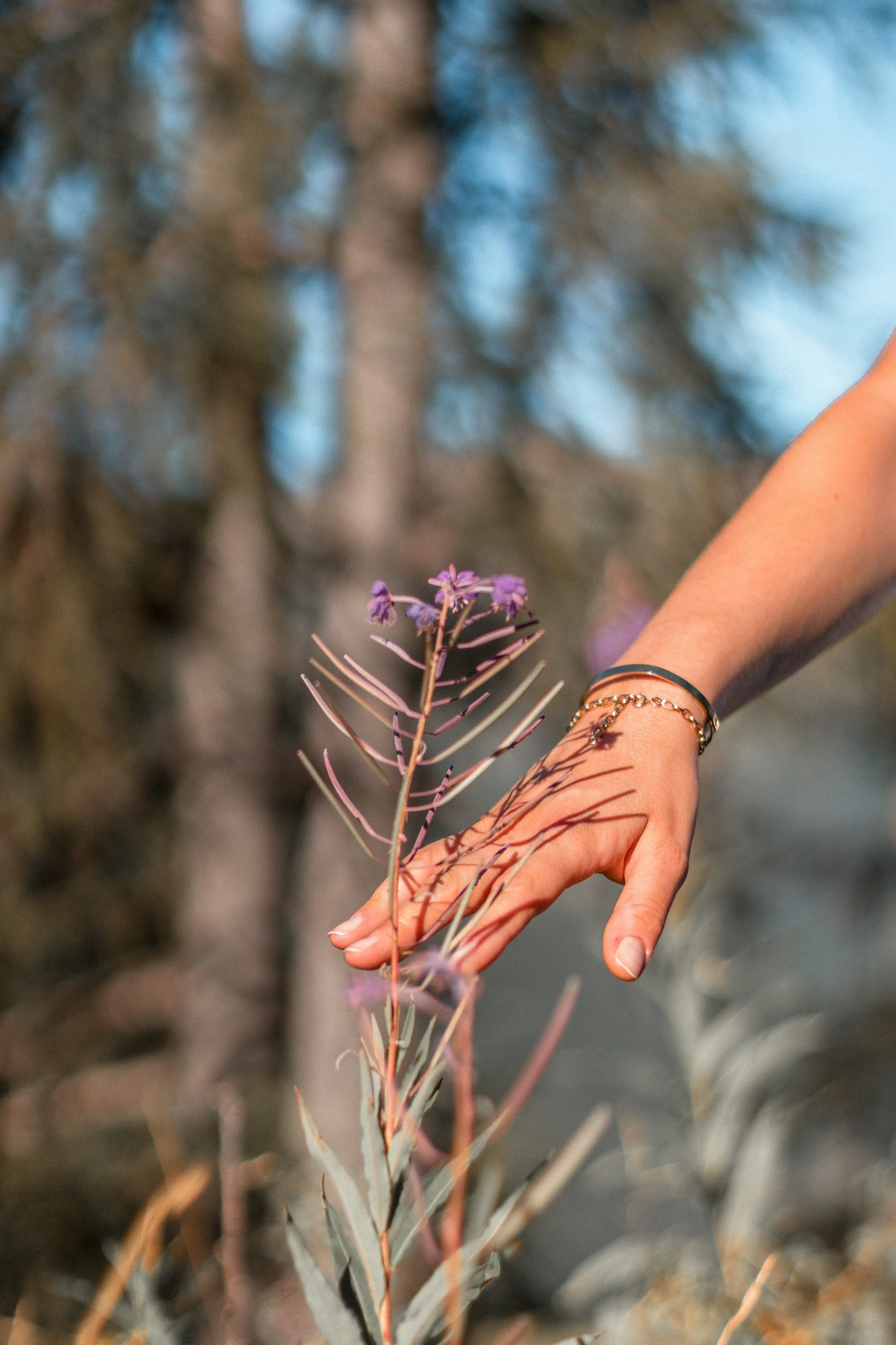 A person's hand with bracelets touching a pink flower on a dry, grayish plant with a blurred background of trees and sky.