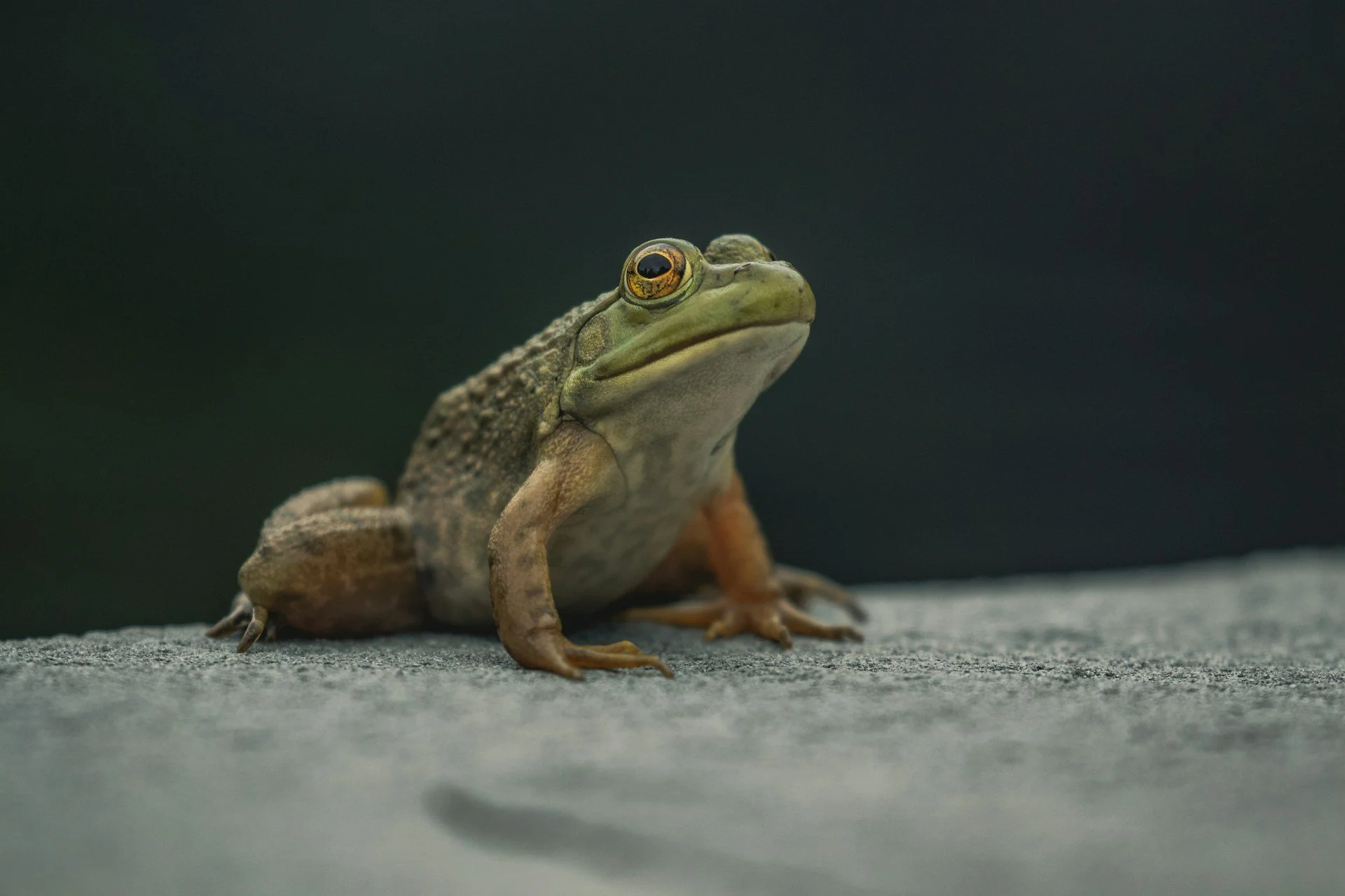 A close-up of a green tree frog sitting on a gray surface with a dark background.