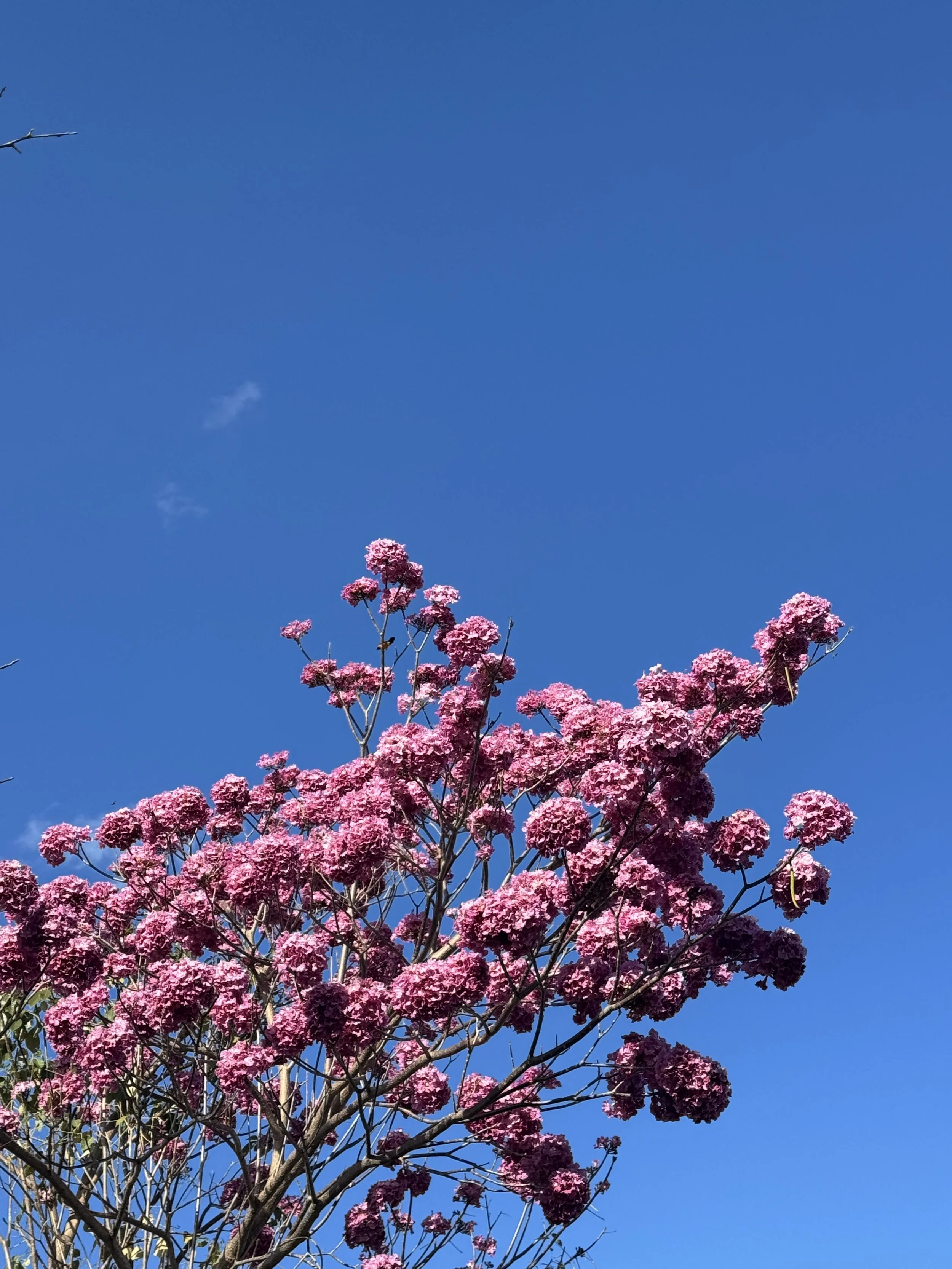 IMG_9512.jpeg
