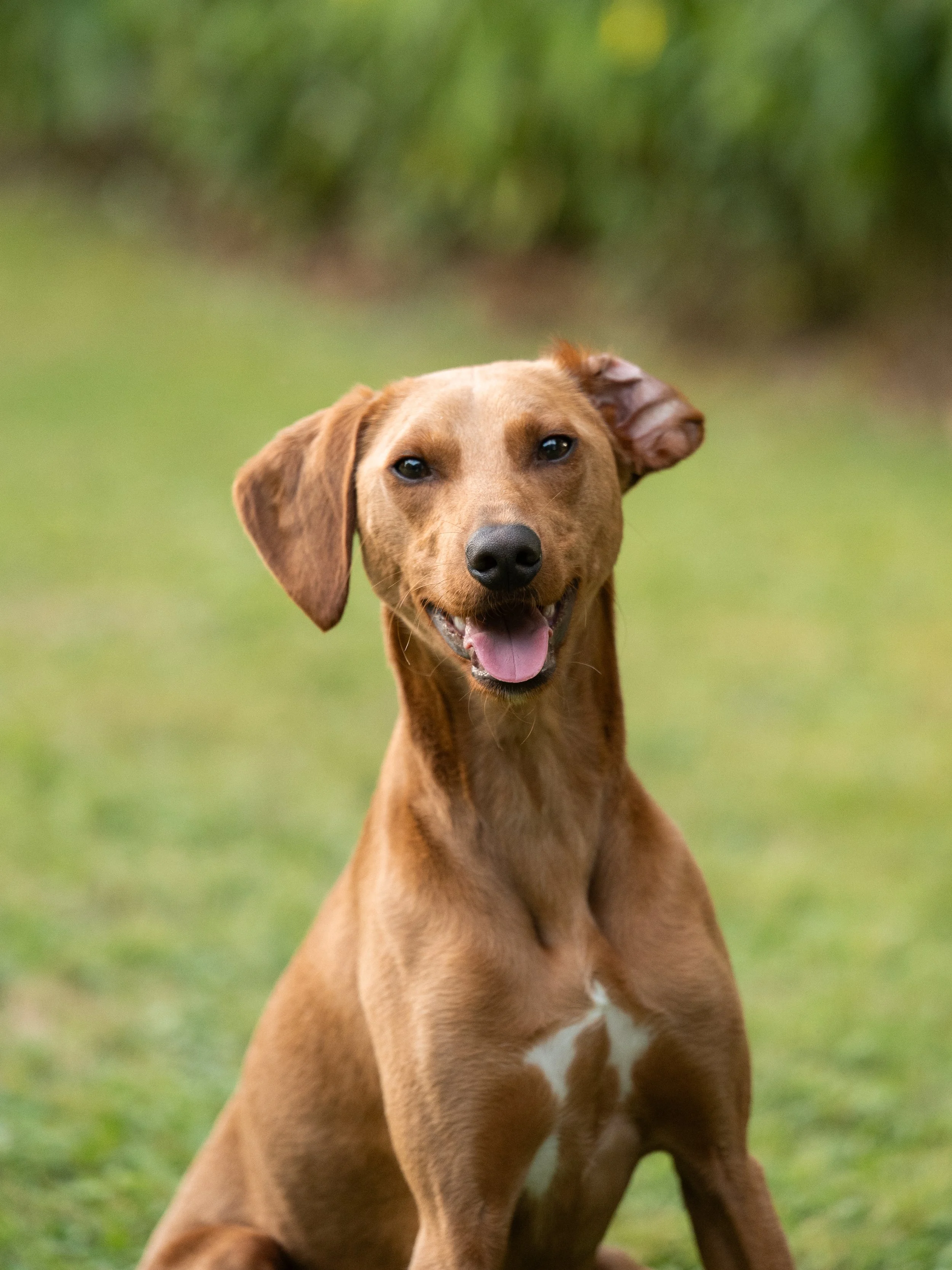 A happy brown dog with a white patch on its chest, sitting on green grass with blurred green foliage in the background, looking at the camera with an open mouth and tongue out.