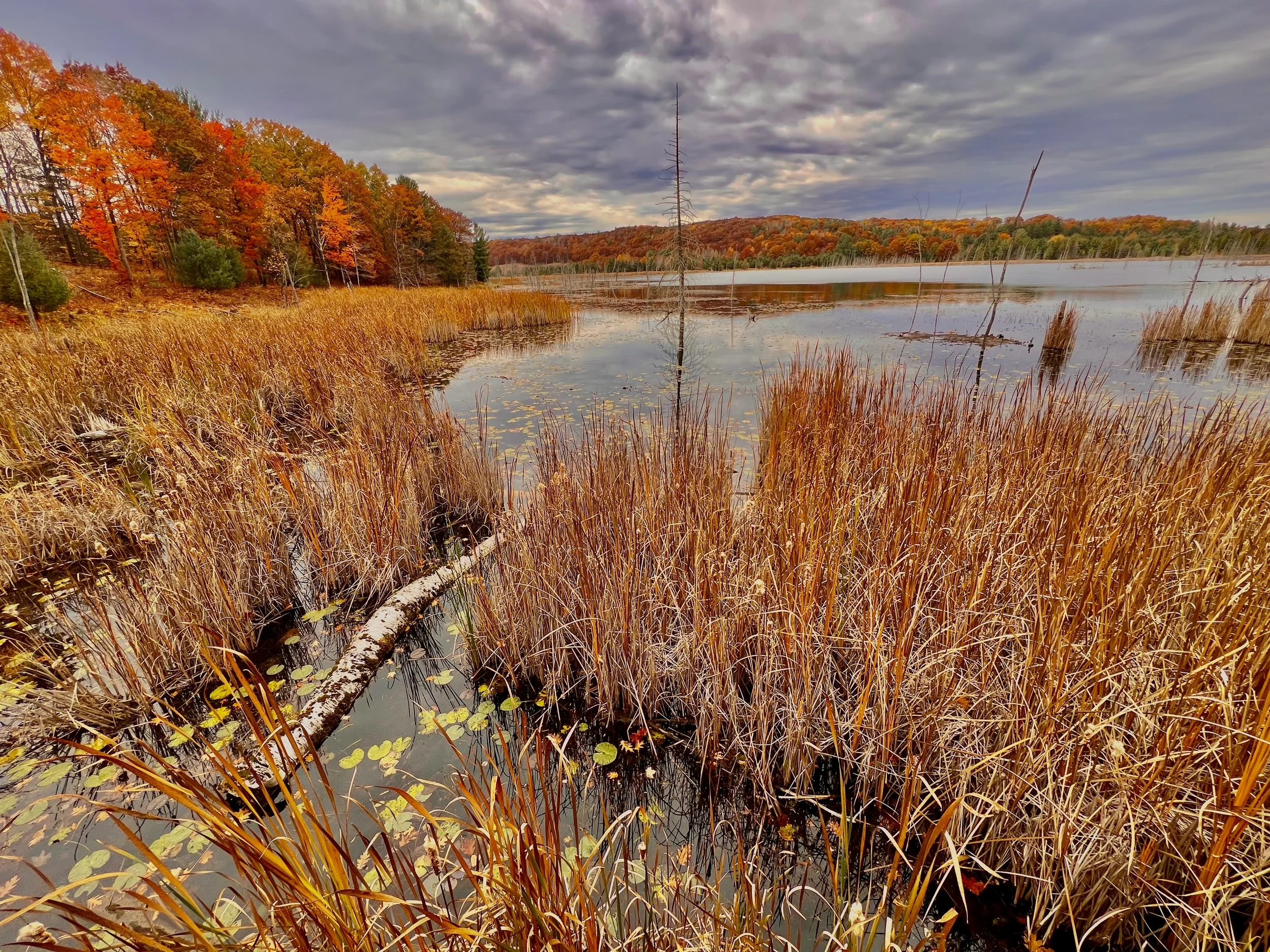 Autumn scene with a lake surrounded by orange and red trees, tall dry grass in the foreground, and cloudy sky above.