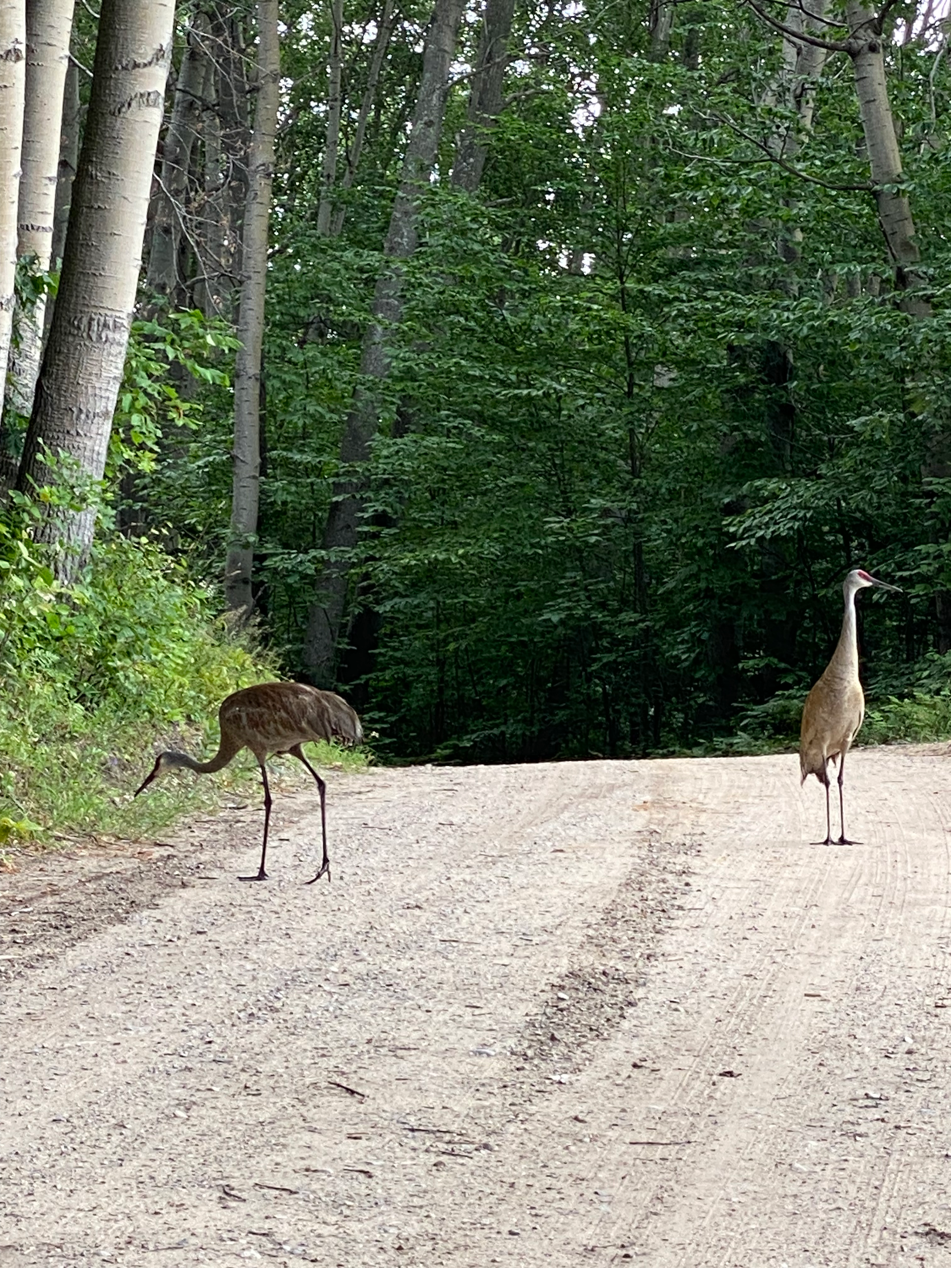 Two cranes walking on a dirt path surrounded by green trees in a forest.
