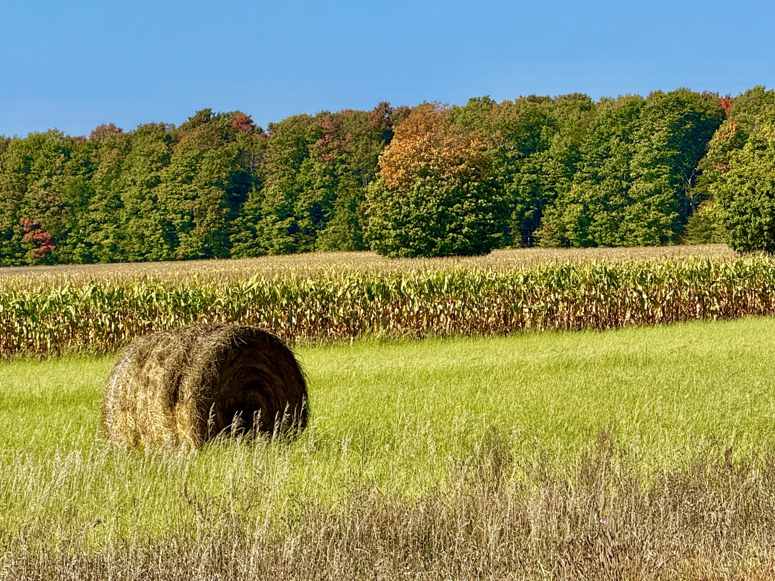 FullSizeRender (3).jpg