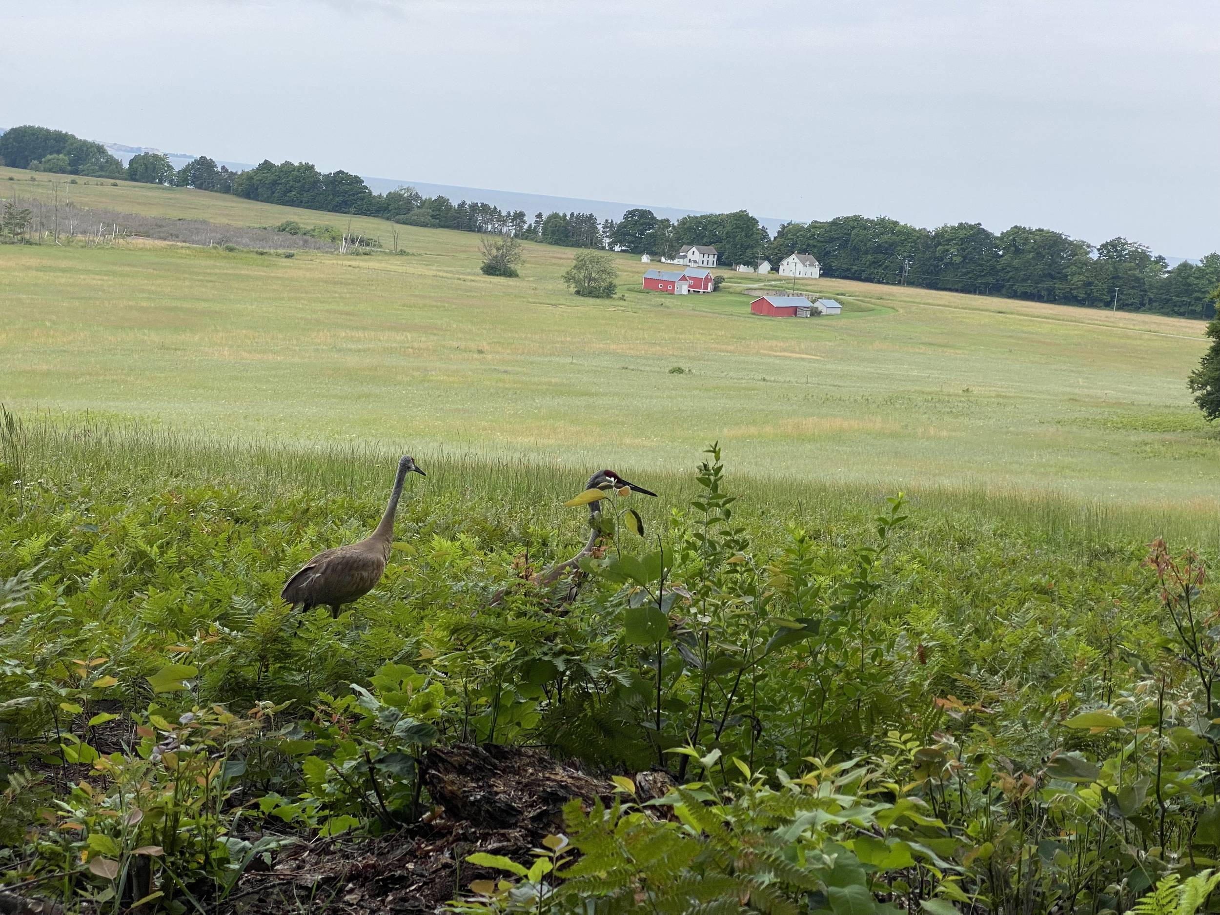 A rural landscape with green fields, a family of herons in the foreground, and houses and barns on a hillside in the background.