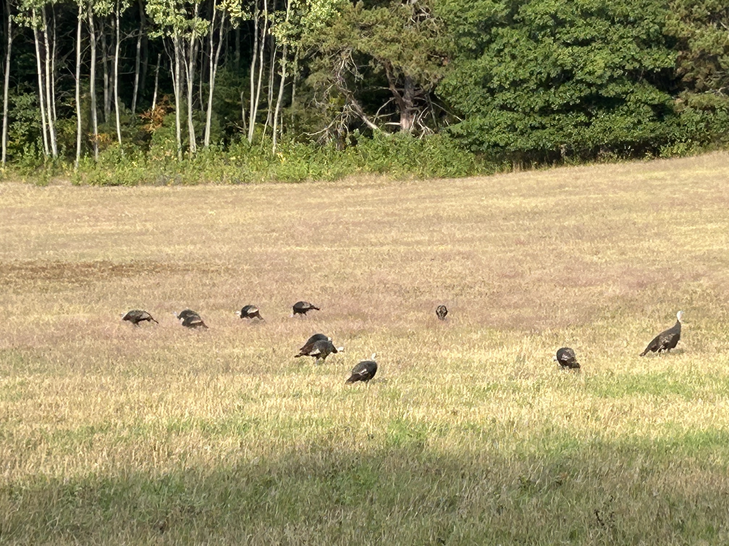 A group of wild turkeys foraging in a grassy meadow with a forest in the background.